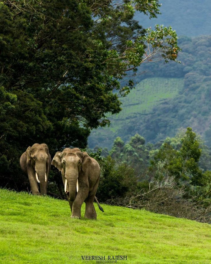 wildlife spotted at thekkady , tn , india
